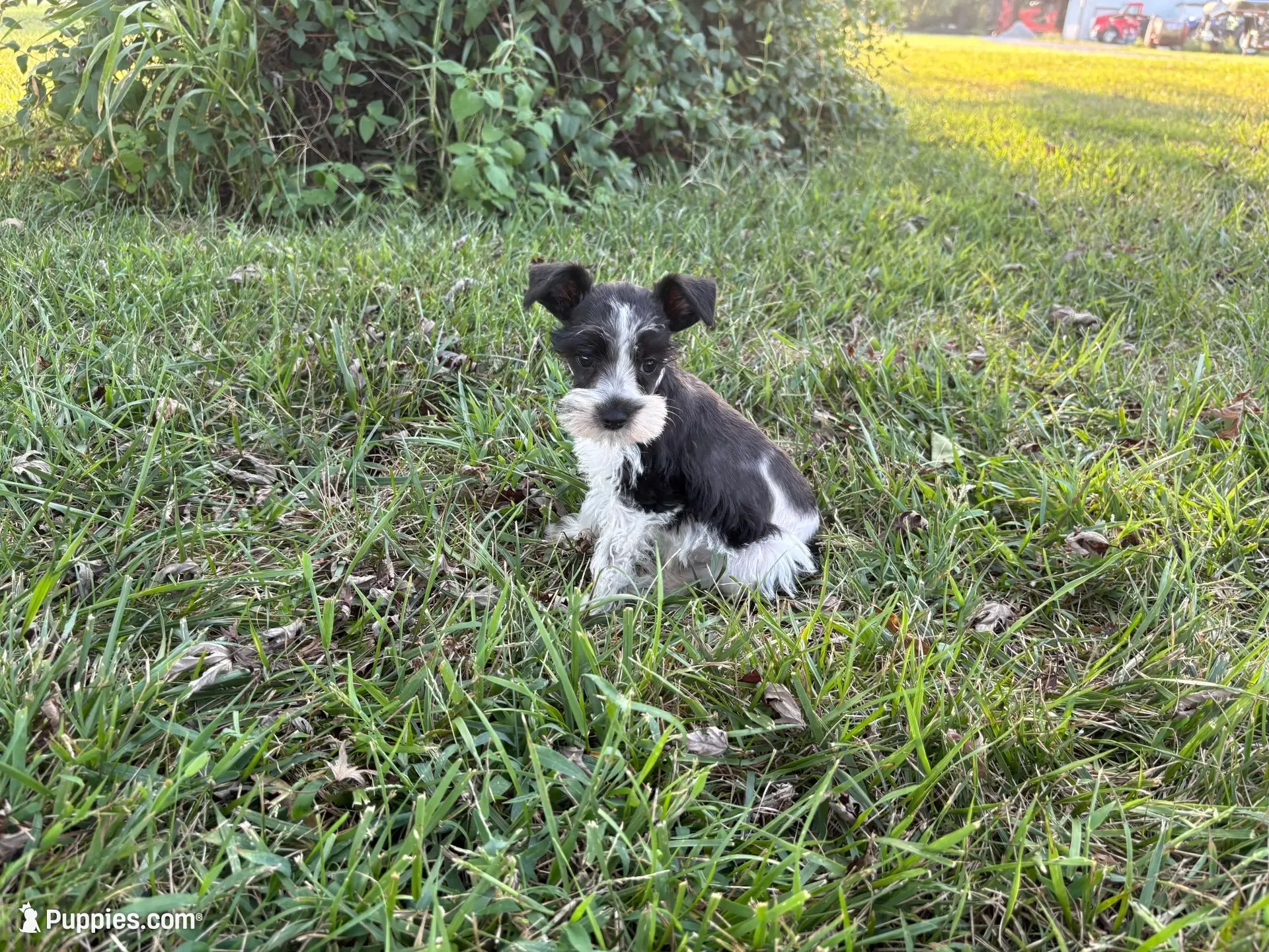 Pringle, a male Miniature Schnauzer for sale in Adrian, MO – 1 of 5
