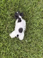 Dixie, a female Miniature Schnauzer for sale in Adrian, MO – 6 of 6