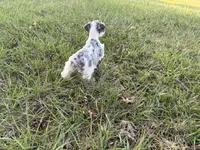Paisley, a female Miniature Schnauzer for sale in Adrian, MO – 4 of 7