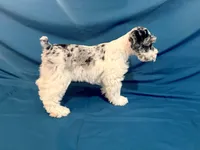 Parker , a male Miniature Schnauzer for sale in Adrian, MO – Photo 3 of 5