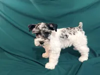 Parker , a male Miniature Schnauzer for sale in Adrian, MO – Photo 5 of 5