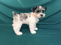 Parker , a male Miniature Schnauzer for sale in Adrian, MO – Photo 1 of 5