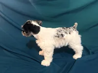 Parker , a male Miniature Schnauzer for sale in Adrian, MO – Photo 4 of 5