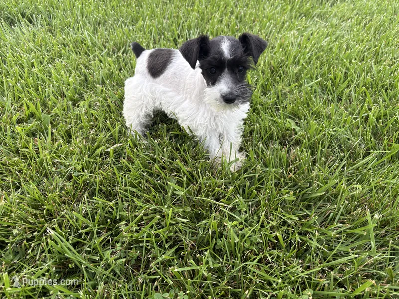 Dixie – Miniature Schnauzer puppy for sale in Adrian, MO