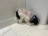 Tickles Blue, a female Miniature Schnauzer for sale in Adrian, MO – 6 of 8