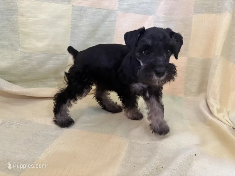Khloe – Miniature Schnauzer puppy for sale in Adrian, MO
