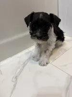 Archer, a male Miniature Schnauzer for sale in Adrian, MO – 4 of 7