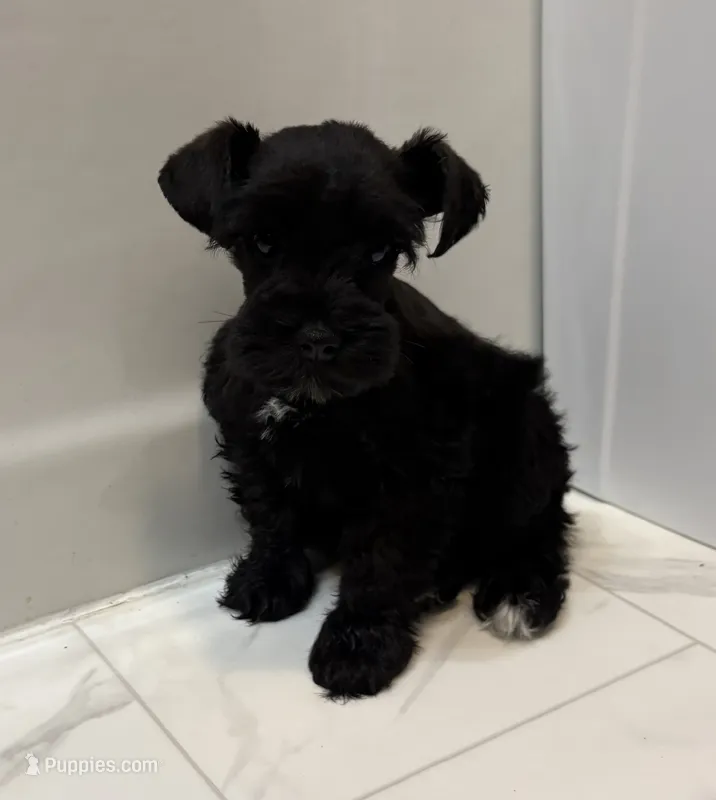 Aspen – Miniature Schnauzer puppy for sale in Adrian, MO