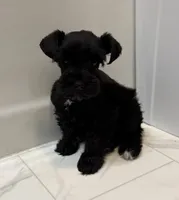 Aspen, a female Miniature Schnauzer for sale in Adrian, MO – 1 of 7