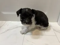 Archer, a male Miniature Schnauzer for sale in Adrian, MO – 3 of 7
