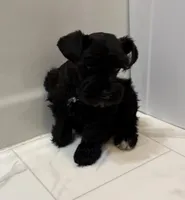 Aspen, a female Miniature Schnauzer for sale in Adrian, MO – 2 of 7