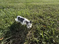 Precious New pics, a female Miniature Schnauzer for sale in Adrian, MO – 9 of 10