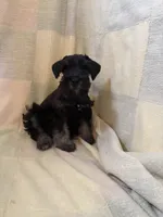 Kash, a male Miniature Schnauzer for sale in Adrian, MO – 2 of 4