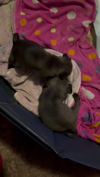 Puggie, a male Pug for sale in Mount Olive, IL – 4 of 4