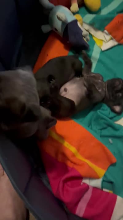 Pugsley, a male Pug for sale in Mount Olive, IL – 3 of 4