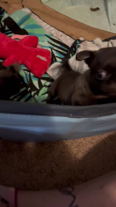 Pugsley, a male Pug for sale in Mount Olive, IL – 4 of 4
