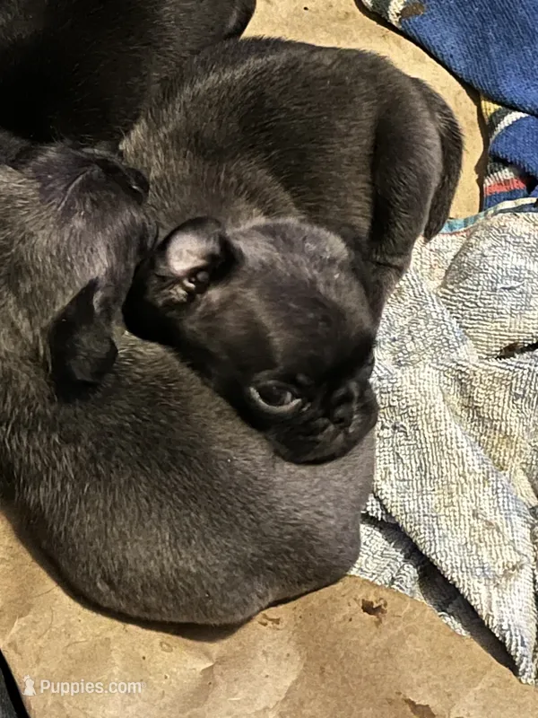 Puggie – Pug puppy for sale in Mount Olive, IL