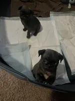 Puggie, a male Pug for sale in Mount Olive, IL – 3 of 4