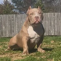 Roxy, a female American Bully for sale in Greenville, SC – Photo 1 of 3