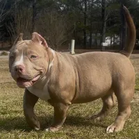 Roxy, a female American Bully for sale in Greenville, SC – Photo 2 of 3