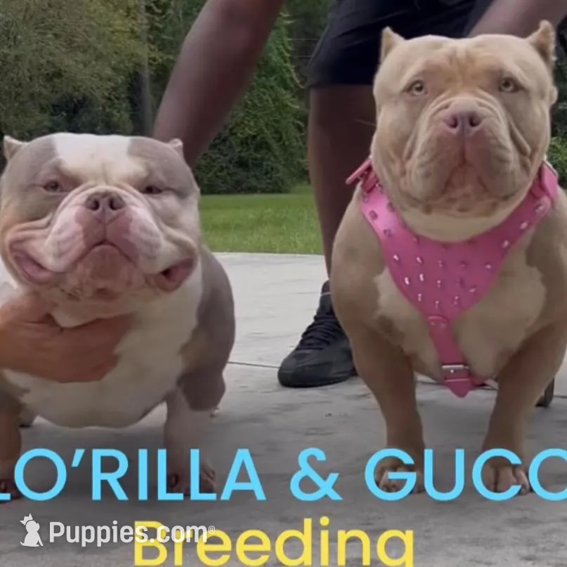 Roxy, a female American Bully for sale in Greenville, SC – Photo 3 of 3