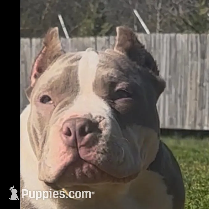 Armani, a female American Bully for sale in Greenville, SC – Photo 7 of 8