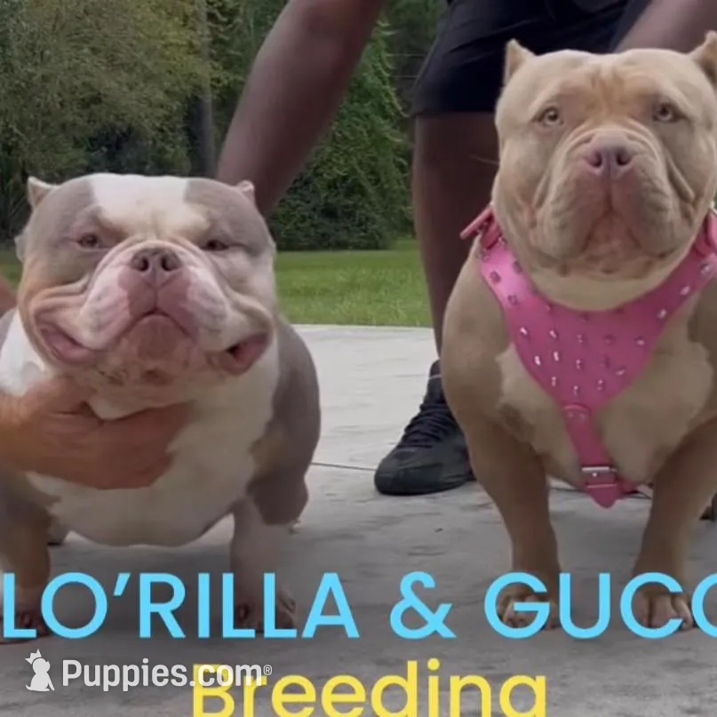 Armani, a female American Bully for sale in Greenville, SC – Photo 4 of 8