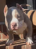 Armani, a female American Bully for sale in Greenville, SC – Photo 6 of 8