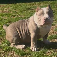Armani, a female American Bully for sale in Greenville, SC – Photo 1 of 8