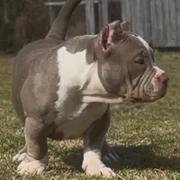 Armani, a female American Bully for sale in Greenville, SC – Photo 5 of 8