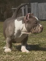 Armani, a female American Bully for sale in Greenville, SC – Photo 1 of 8