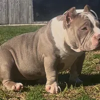 Armani, a female American Bully for sale in Greenville, SC – Photo 3 of 8