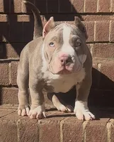 Armani, a female American Bully for sale in Greenville, SC – Photo 5 of 8