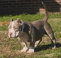 Armani, a female American Bully for sale in Greenville, SC – Photo 3 of 8