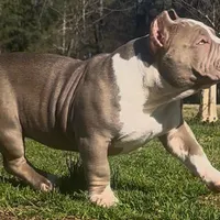 Armani, a female American Bully for sale in Greenville, SC – Photo 2 of 8