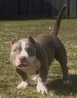 Armani, a female American Bully for sale in Greenville, SC – Photo 2 of 8