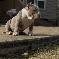 Armani, a female American Bully for sale in Greenville, SC – Photo 6 of 8
