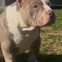 Armani, a female American Bully for sale in Greenville, SC – Photo 8 of 8