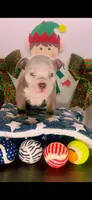 Versace, a female American Bully for sale in Greenville, SC – Photo 2 of 3