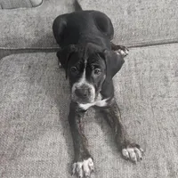 Billy, a male Dogo Argentino and American Pit Bull Terrier for sale in Hogansburg, NY – Photo 2 of 3