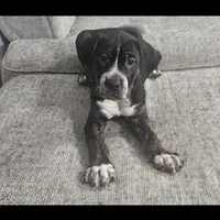 Billy, a male Dogo Argentino and American Pit Bull Terrier for sale in Hogansburg, NY – Photo 1 of 3