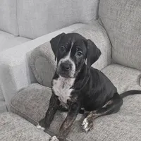 Billy, a male Dogo Argentino and American Pit Bull Terrier for sale in Hogansburg, NY – Photo 3 of 3