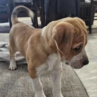 Kitty, a female Dogo Argentino and American Pit Bull Terrier for sale in Hogansburg, NY – Photo 1 of 6