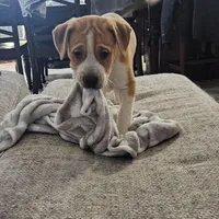 Kitty, a female Dogo Argentino and American Pit Bull Terrier for sale in Hogansburg, NY – Photo 3 of 6