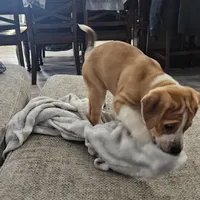 Kitty, a female Dogo Argentino and American Pit Bull Terrier for sale in Hogansburg, NY – Photo 4 of 6