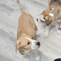 Kitty, a female Dogo Argentino and American Pit Bull Terrier for sale in Hogansburg, NY – Photo 6 of 6