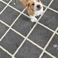 Kitty, a female Dogo Argentino and American Pit Bull Terrier for sale in Hogansburg, NY – Photo 5 of 6