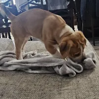 Kitty, a female Dogo Argentino and American Pit Bull Terrier for sale in Hogansburg, NY – Photo 2 of 6