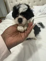 Unknown , a female Shorkie for sale in Baltimore Highlands, MD – Photo 3 of 6