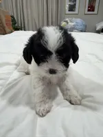 Unknown , a female Shorkie for sale in Baltimore Highlands, MD – Photo 2 of 6